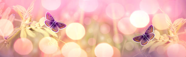 istock Butterfly on flower, selective focus on butterfly - beauty in nature 1130469307