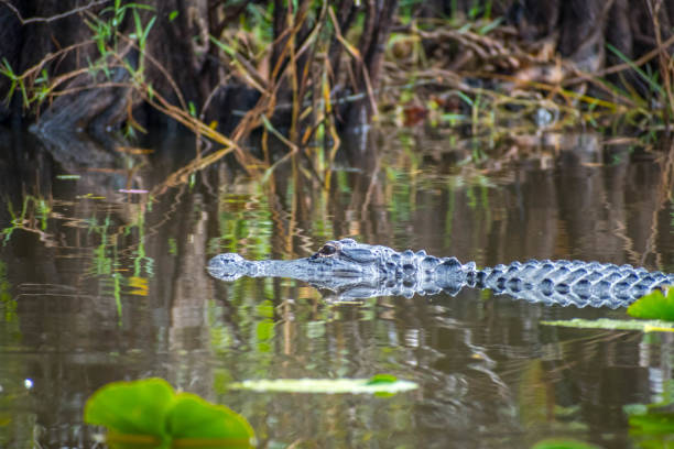 istock A large American Alligator in Miami, Florida 1130469448