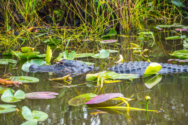 istock A large American Alligator in Miami, Florida 1130469456