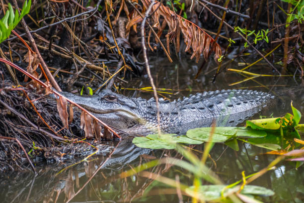 istock A large American Alligator in Miami, Florida 1130469478