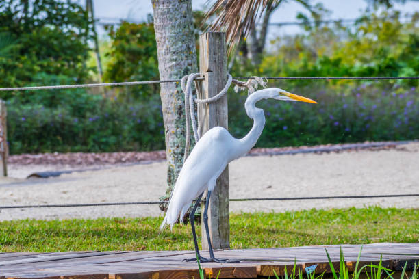 istock A Great White Egret in Miami, Florida 1130469490