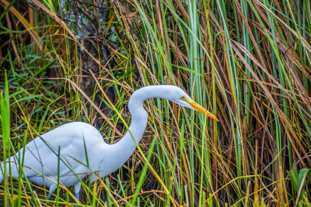 A portrait shot of a large common bird just chilling around