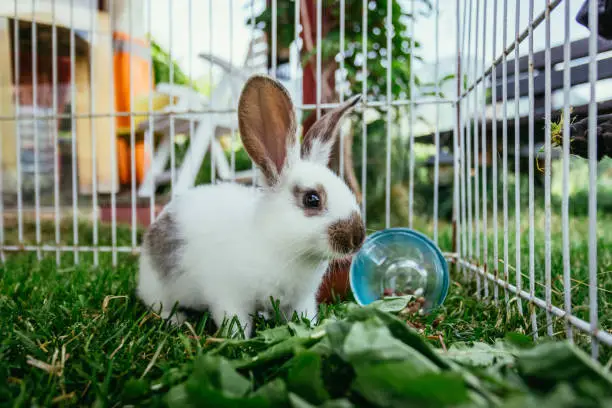 Cute little bunny eats salad in an outdoor compound. Green grass, spring time.