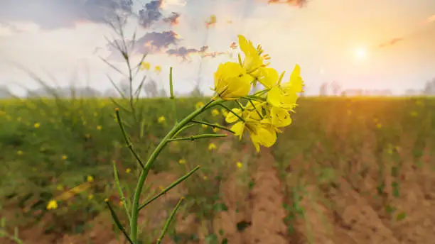 Photo of Mustard crop field landscape during springtime