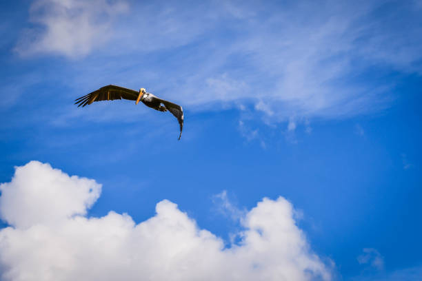 istock A Brown Pelican flying around in Miami, Florida 1130471965