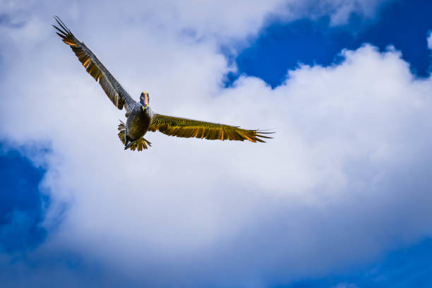 istock A Brown Pelican flying around in Miami, Florida 1130471971