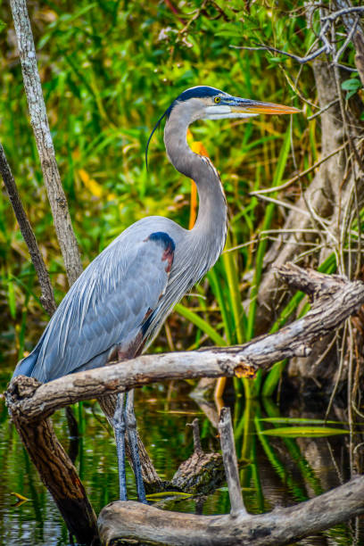 istock A Great Blue Heron in Miami, Florida 1130473275