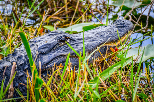 istock A large American Alligator in Miami, Florida 1130474455