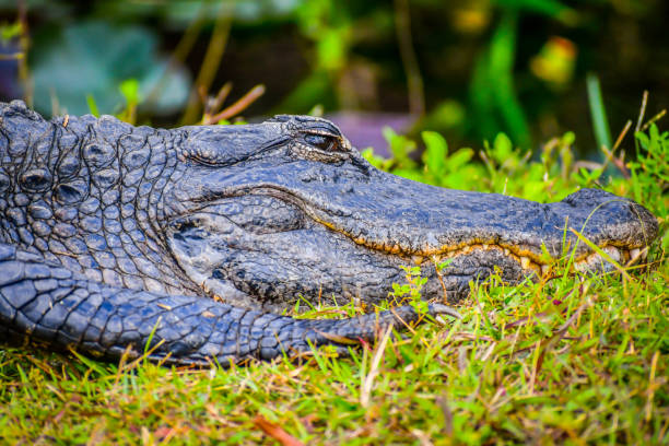 istock A large American Alligator in Miami, Florida 1130474464