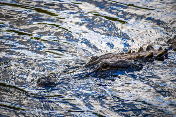 istock A large American Alligator in Miami, Florida 1130474465