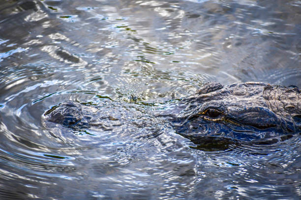 istock A large American Alligator in Miami, Florida 1130474475