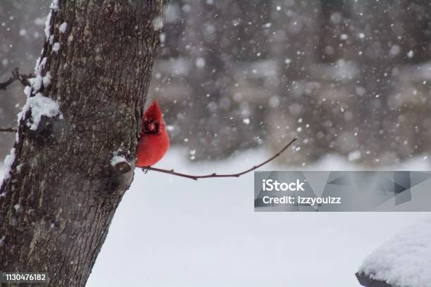 Red Cardinal Stock Photo - Download Image Now - Illinois, Winter, Animal