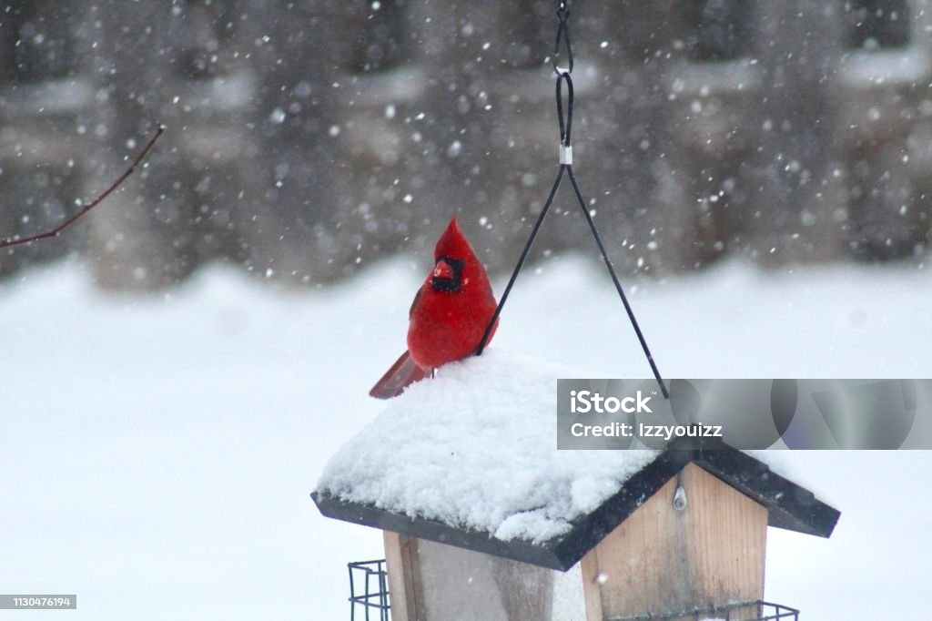 Male Cardinal in snow storm Vivid red male Cardinal perched on a wooden bird feeder during a snow storm in the Midwest. The background is blurred with falling snow. Illinois Stock Photo