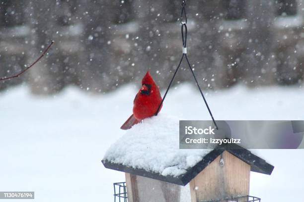 Male Cardinal In Snow Storm Stock Photo - Download Image Now - Illinois, Winter, Animal