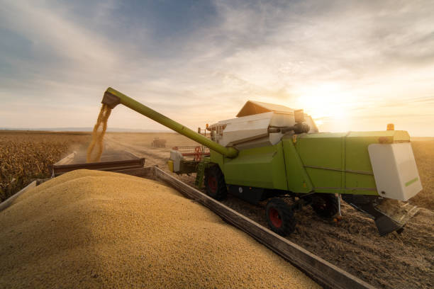 istock Pouring soy bean grain into tractor trailer after harvest at field 1130477059
