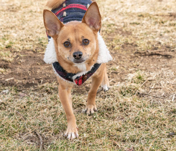 istock Chihuahua in coat out for a walk. 1130478618