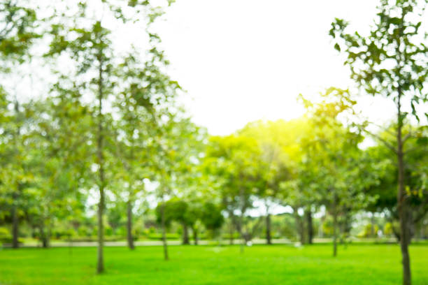 istock Blurred photo Beautiful meadow in the park with morning sky. 1130479215