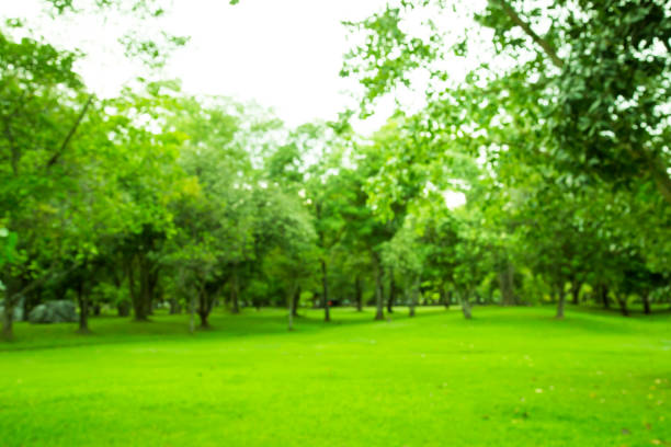 istock Blurred photo Beautiful meadow in the park with morning sky. 1130479219