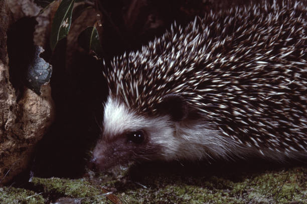 istock East African Hedgehog (Erinaceus Hinde) 1130479351