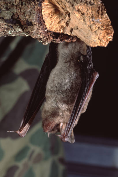 Little Brown Bat (Myotis Lucifugus) Little Brown Bat (Myotis Lucifugus). Photographed by acclaimed wildlife photographer and writer, Dr. William J. Weber. mouse eared bat photos stock pictures, royalty-free photos & images
