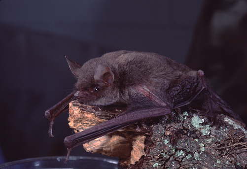 Little Brown Bat (Myotis Lucifugus). Photographed by acclaimed wildlife photographer and writer, Dr. William J. Weber.