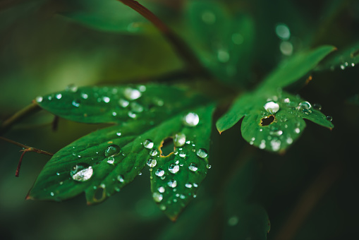 Dark green leaves with dew drops close-up with copy space. Rich greenery with raindrops in shadow in macro. Natural background of green textured plants in rainy weather. Vintage flora in rainy forest.