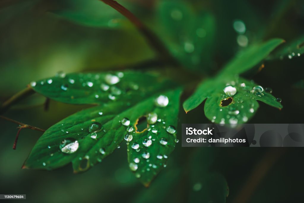 Dark green leaves with dew drops close-up with copy space. Rich greenery with raindrops in shadow in macro. Natural background of green textured plants in rainy weather. Vintage flora in rainy forest. Imperfection Stock Photo