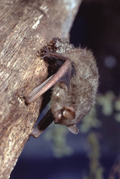 Little Brown Bat (Myotis Lucifugus) Little Brown Bat (Myotis Lucifugus). Photographed by acclaimed wildlife photographer and writer, Dr. William J. Weber. mouse eared bat photos stock pictures, royalty-free photos & images