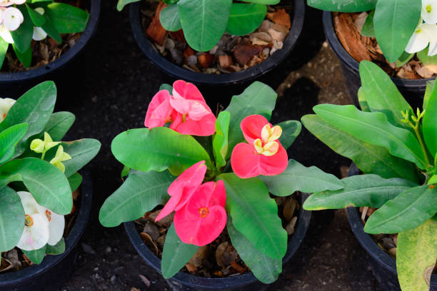 istock Euphorbia splendens flower blossom in flower pot background 1130479708
