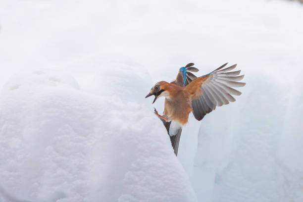 istock Garrulus glandarius Euroasian jay 1130480794
