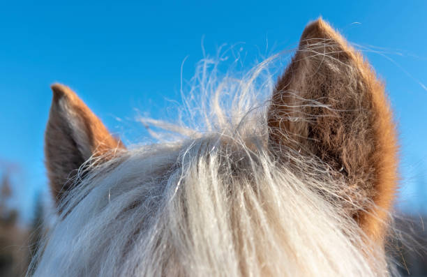 Horses ears