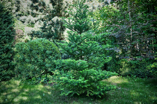 istock Beautiful landscaped garden with evergreens. 1130482466