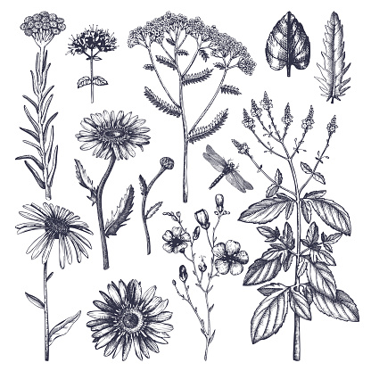 Vector hand drawn herbs. Vintage garden or field plants illustration. Summer flowers and weeds. Medicines and cosmetics ingredients. Engraved style.