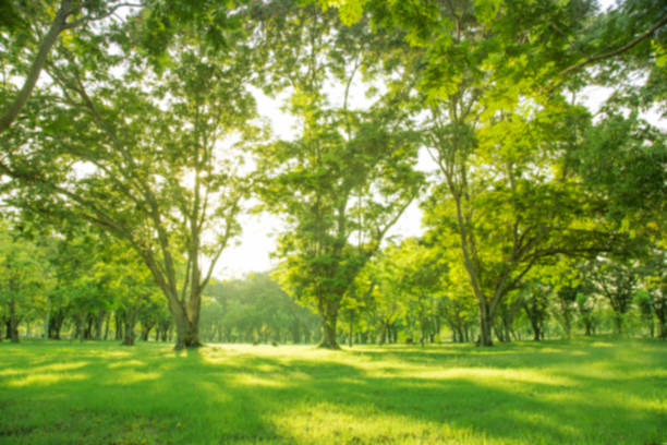 istock Blurred photo Beautiful meadow in the park with morning sky. 1130483721
