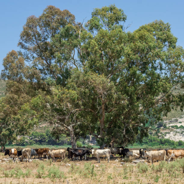 istock Cows in the field, Kefalonia summer 2017 1130486831