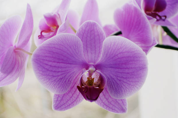 istock Beautiful Orchid flowers Close up Selective focus 1130488996