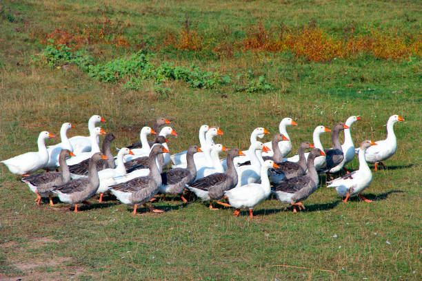 istock Geese walking on field in countryside in summer 1130489324