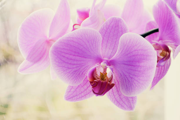 istock Beautiful Orchid flowers Close up Selective focus 1130489359