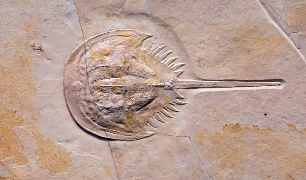 Mesolimulus is an extinct genus of arthropod. The best known examples are found in Solnhofen limestone near Solnhofen, Bavaria, Germany. Originally assigned to the living genus Limulus, they are related to and look virtually identical to the modern horseshoe crab. Other species assigned to Mesolimulus have been recorded from Spain, Siberia and (questionably) from Lebanon.