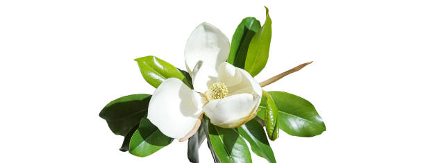 istock Beautiful magnolia flower bud on white background. Spring Summer concept with white magnolia blossom. selective focus, copy space 1130490439
