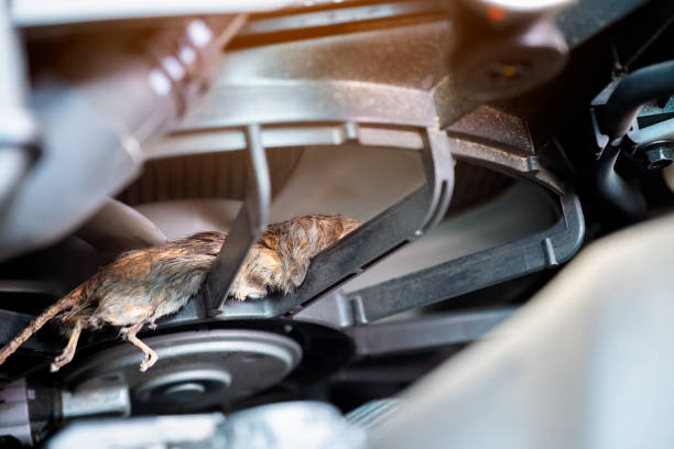 istock High Angle View Of Dead Rat In Machinery 1130490647