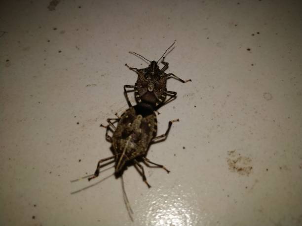 istock Close-up of bugs mating at night 1130490743