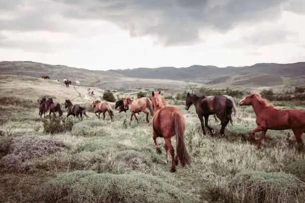 Beautiful horses at Torres del Paine