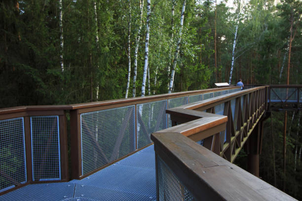 Walking trail above treetops at forest.