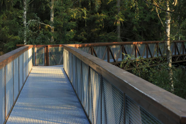 istock Walking trail above treetops at forest. 1130492378