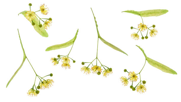 分離されたリンデン花のセットです。シナノキの花は葉と白い背景で隔離の花びらと咲きます。 - リンデン ストックフォトと画像