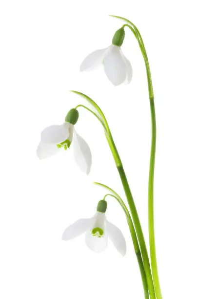 Bouquet of snowdrop flowers isolated on white background. close up