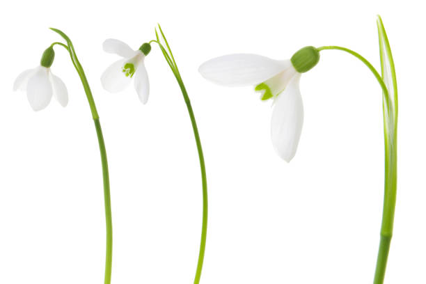 istock Snowdrop set.Three beautiful fresh spring snowdrop flower isolated on white background 1130493033