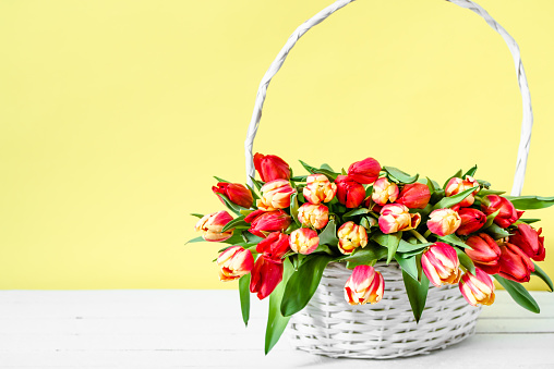 Basket with flowers, bouquet of tulips on yellow background. Women day card or mothers day flower, bunch of colorful spring tulip.
