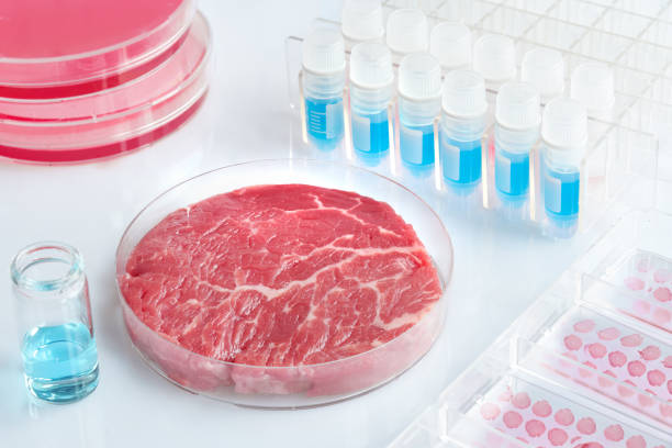 istock Meat sample in open disposable plastic cell culture dish in modern laboratory, clean meat concept 1130493298